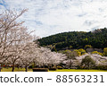 Spring beautiful cherry blossoms 88563231