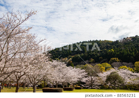 Spring beautiful cherry blossoms Spring beautiful cherry blossoms 88563231