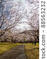 Spring beautiful cherry blossoms 88563232