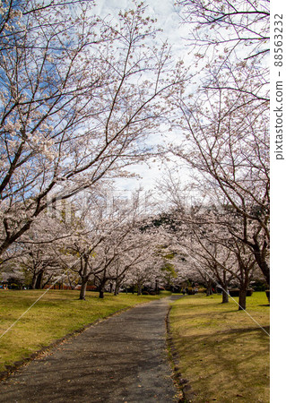 Spring beautiful cherry blossoms 88563232