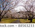 Spring beautiful cherry blossoms 88563233