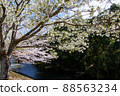 Spring beautiful cherry blossoms 88563234