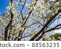 Spring beautiful cherry blossoms 88563235