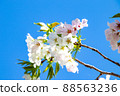 Spring beautiful cherry blossoms 88563236