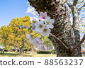 Spring beautiful cherry blossoms 88563237