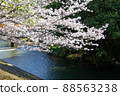 Spring beautiful cherry blossoms 88563238