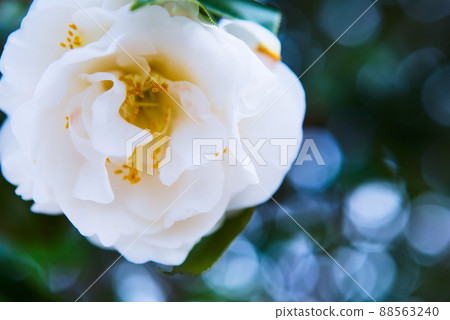 白色山茶花 88563240