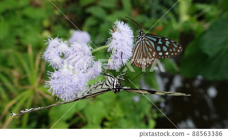 Ogomadara Ogomadara 88563386