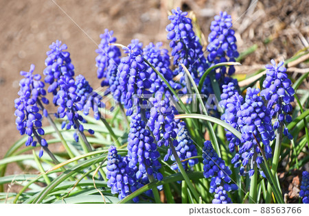 Muscari · Armenian cam 88563766