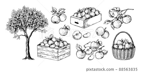 Apples in basket. Hand drawn engraving of garden fruits in piles. Orchard sketch. Plant branches. Juicy slices. Boxes with organic crop. Natural harvest. Vector botanical elements set 88563835