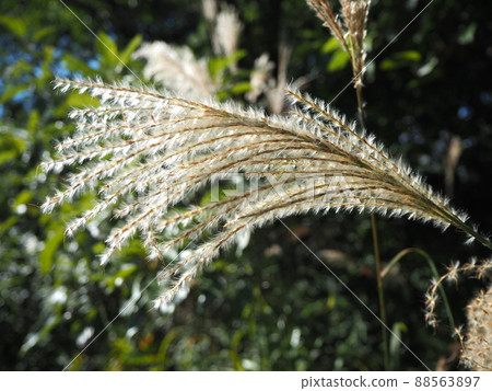 Close-up of beautiful Japanese pampas grass ears Close-up of beautiful Japanese pampas grass ears 88563897