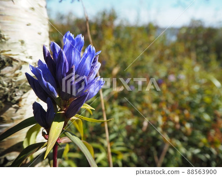 Wild gentian flower close-up Wild gentian flower close-up 88563900