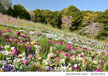 橫濱里山花園 橫濱里山花園 88563991