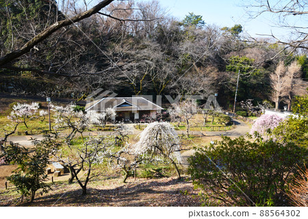 Umebayashi (Kanagawa Prefecture: Okurayama Park) Umebayashi (Kanagawa Prefecture: Okurayama Park) 88564302