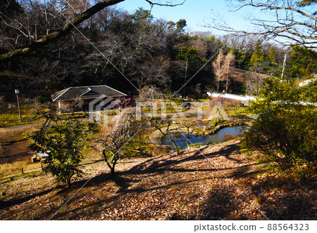 梅林(神奈川縣:大倉山公園) 梅林(神奈川縣:大倉山公園) 88564323