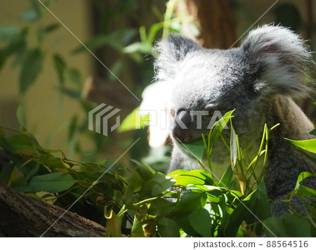 Cute koala during a meal 88564516