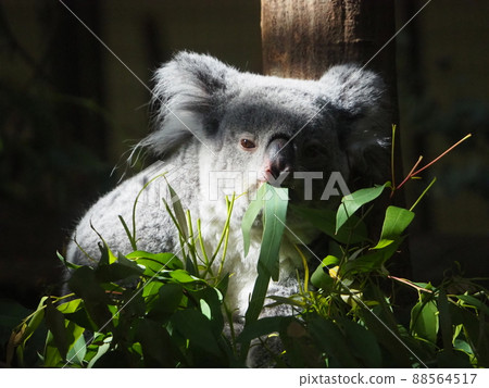 Cute koala during a meal 88564517