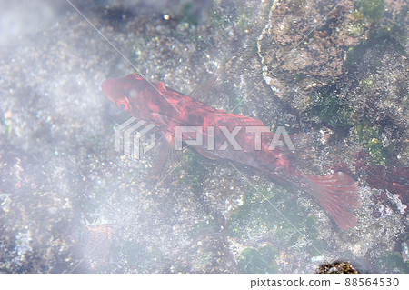 伊莎貝拉在潮池裡游泳 伊莎貝拉在潮池裡游泳 88564530