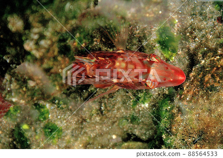 Isobella swimming in the tide pool 88564533