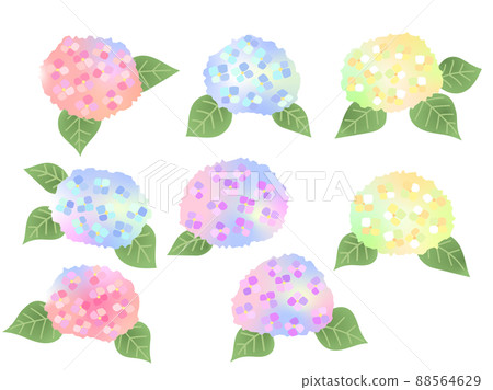 Hydrangea flower 88564629