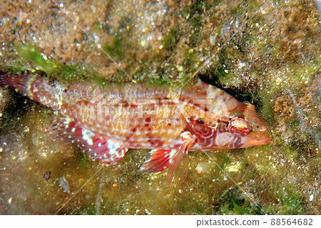 Isobella swimming in the tide pool Isobella swimming in the tide pool 88564682