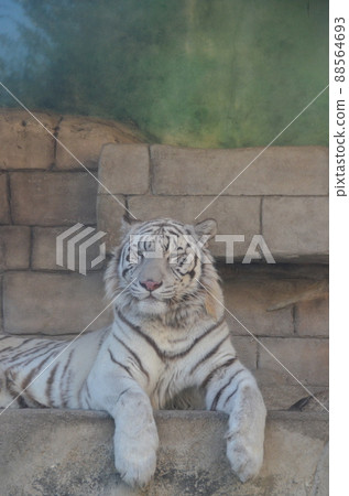 ≪埼玉縣≫ 動物園裡的白虎 88564693