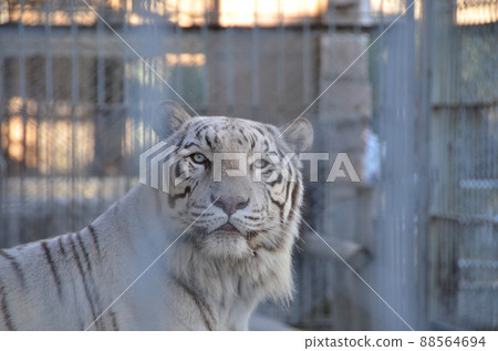 ≪埼玉縣≫ 動物園裡的白虎 ≪埼玉縣≫ 動物園裡的白虎 88564694
