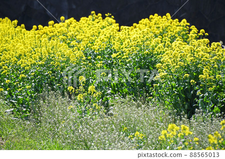 Rape blossoms and nazu greens Rape blossoms and nazu greens 88565013