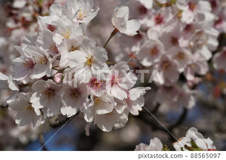 An up-image of Yoshino cherry blossoms in full bloom on the Tamatsukuri Road Station Road Station, Namegata City, Ibaraki Prefecture An up-image of Yoshino cherry blossoms in full bloom on the Tamatsukuri Road Station Road Station, Namegata City, Ibaraki Prefecture 88565097