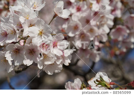An up-image of Yoshino cherry blossoms in full bloom on the Tamatsukuri Road Station Road Station, Namegata City, Ibaraki Prefecture An up-image of Yoshino cherry blossoms in full bloom on the Tamatsukuri Road Station Road Station, Namegata City, Ibaraki Prefecture 88565099