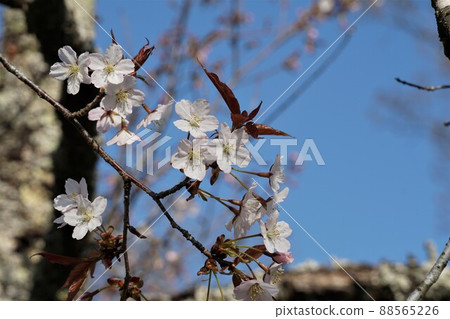 茨城縣櫻川市磯部櫻川公園內盛開的國家天然紀念物野櫻花的特寫。 88565226