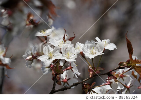 A close-up image of the wild cherry blossoms, a national natural monument that blooms in Isobe Sakuragawa Park, Sakuragawa City, Ibaraki Prefecture. A close-up image of the wild cherry blossoms, a national natural monument that blooms in Isobe Sakuragawa Park, Sakuragawa City, Ibaraki Prefecture. 88565324