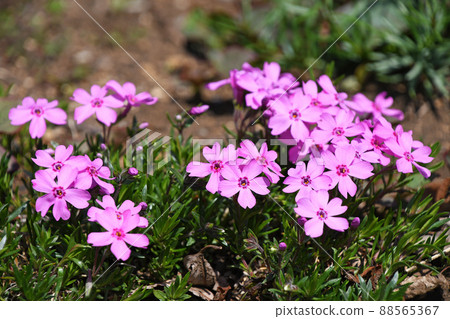 Moss phlox  88565367