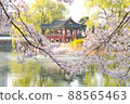 Cherry blossoms at Anheung Park, Icheon 88565463