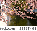 Cherry blossoms at Anheung Park, Icheon 88565464