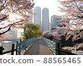 Cherry blossoms at Anheung Park, Icheon 88565465