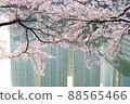 Cherry blossoms at Anheung Park, Icheon 88565466