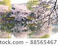 Cherry blossoms at Anheung Park, Icheon 88565467