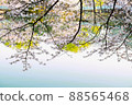 Cherry blossoms at Anheung Park, Icheon 88565468