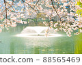 Cherry blossoms at Anheung Park, Icheon 88565469