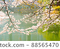 Cherry blossoms at Anheung Park, Icheon 88565470