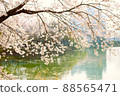 Cherry blossoms at Anheung Park, Icheon 88565471