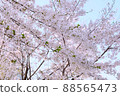 Cherry blossoms at Anheung Park, Icheon 88565473
