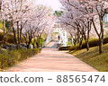 Cherry blossoms at Anheung Park, Icheon 88565474