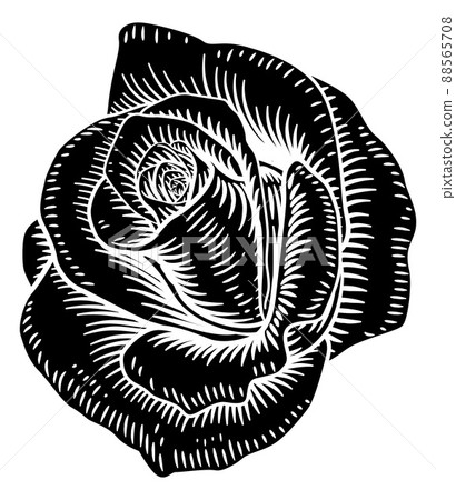 Rose Flower Vintage Woodcut Drawing 88565708