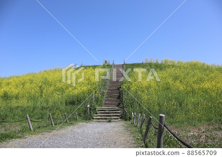 Kofun and rape blossoms Kofun and rape blossoms 88565709