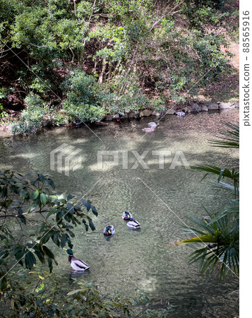 Ritsurin Garden in the spring (mid-February) 88565916