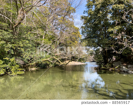 春天的栗林庭園（2月中旬） 88565917