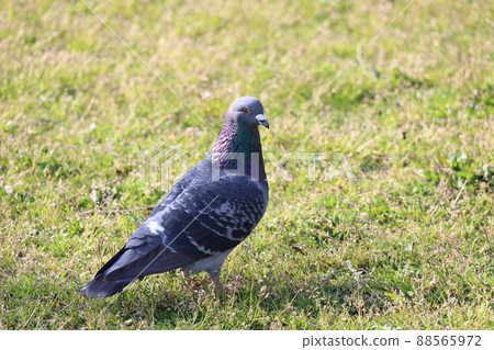 Dignified rock pigeon 88565972