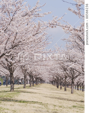 藍天和櫻花盛開 88566156